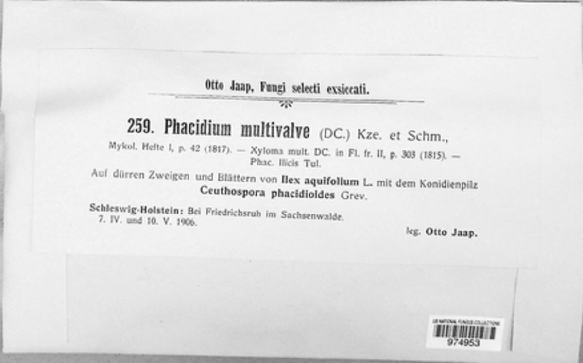 Phacidium lauri image